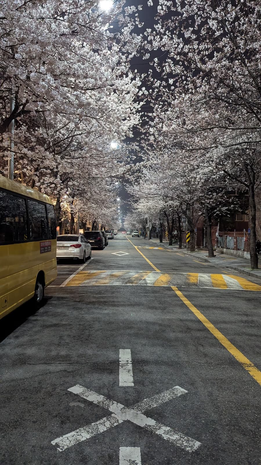 Allée de cerisiers en fleurs éclairée de nuit, sur un chemin de campagne en Corée du Sud, au printemps 2025.